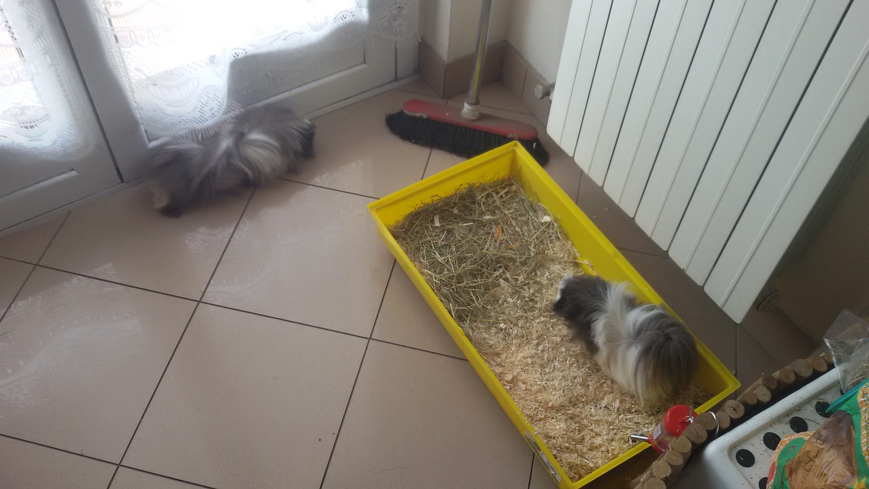 #Run4Animals-Giovanni De Palma