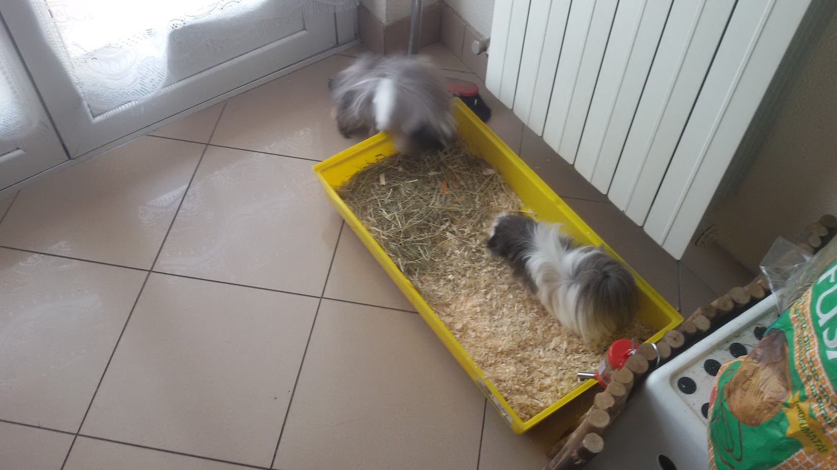 #Run4Animals-Giovanni De Palma