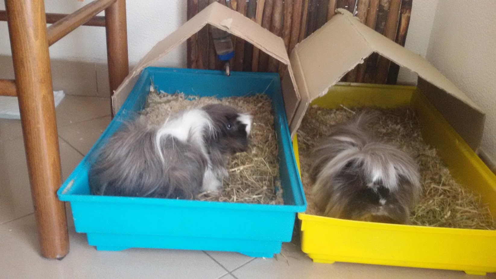 #Run4Animals-Giovanni De Palma