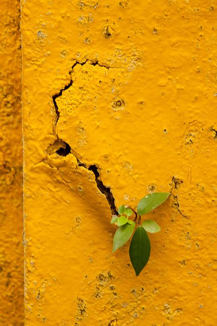 TOWANDAAA, SI VIVE E SI CORRE! di Antonella Palumbo TOWANDAAA, SI VIVE E SI CORRE!-Antonella Palumbo