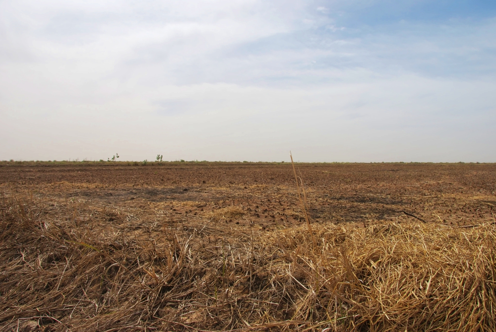 PIANTAla lì e corri con me!-Irene Maina