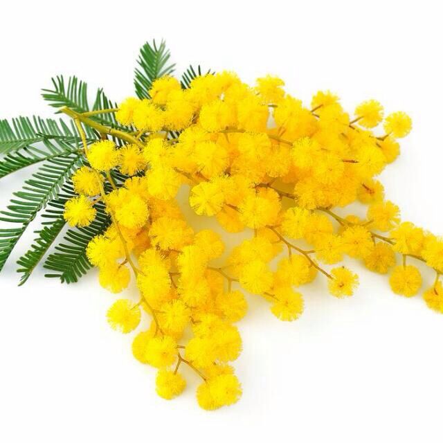 di elisa venturini -elisa venturini