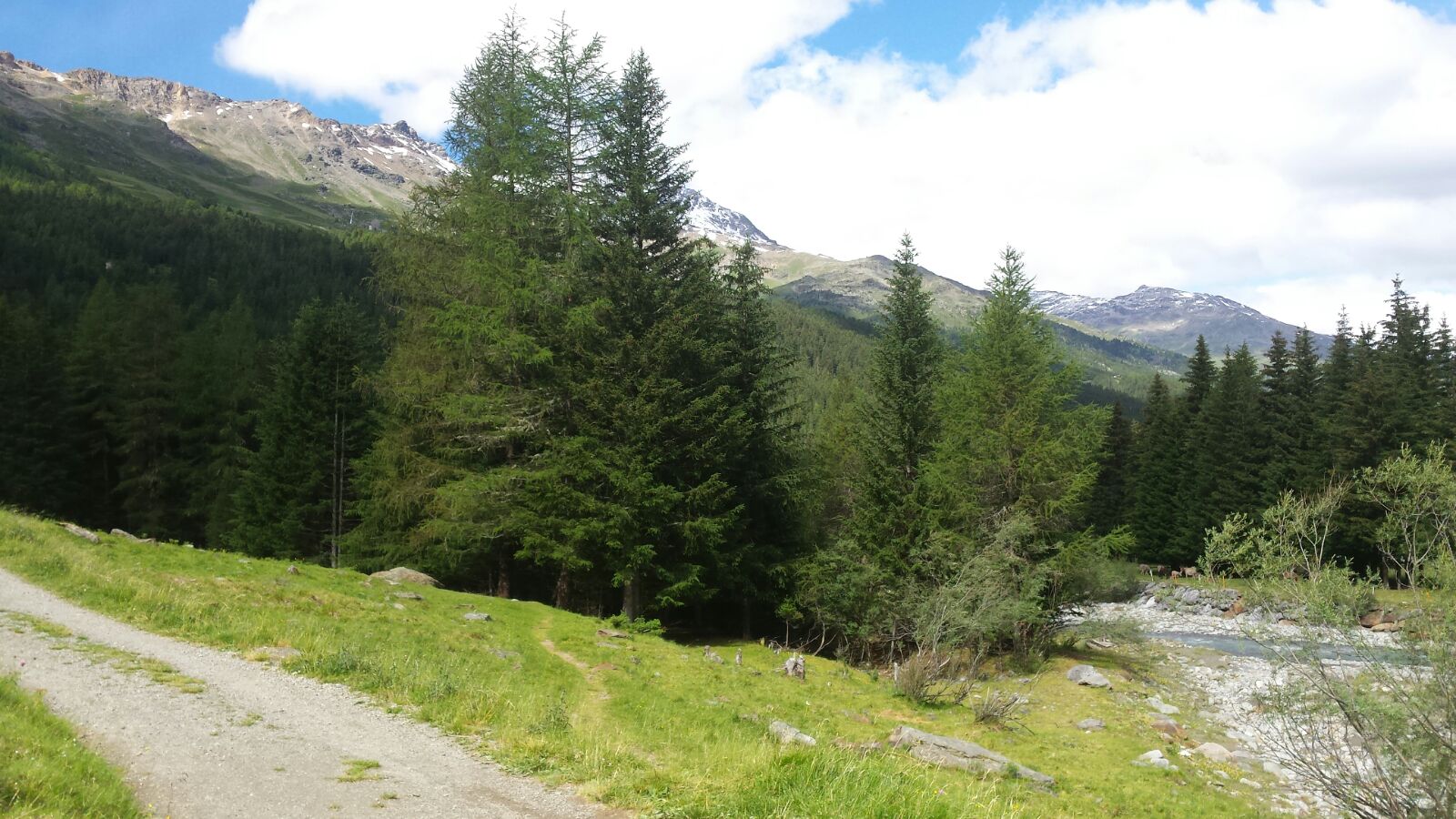 Dream Team-Silvia Ronchi