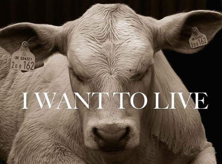 Diamo voce ai nostri fratelli Animali!-Ludovica Da Re