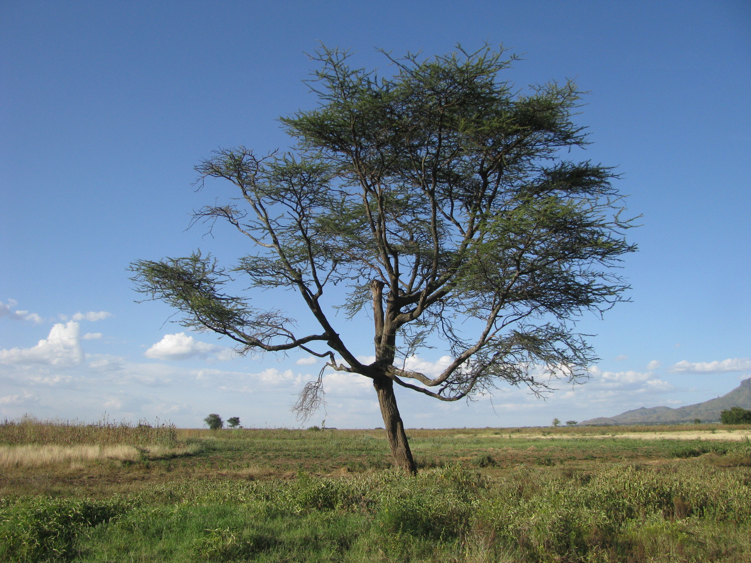 5 pani e 2 pesci-AfricaMission Veneto