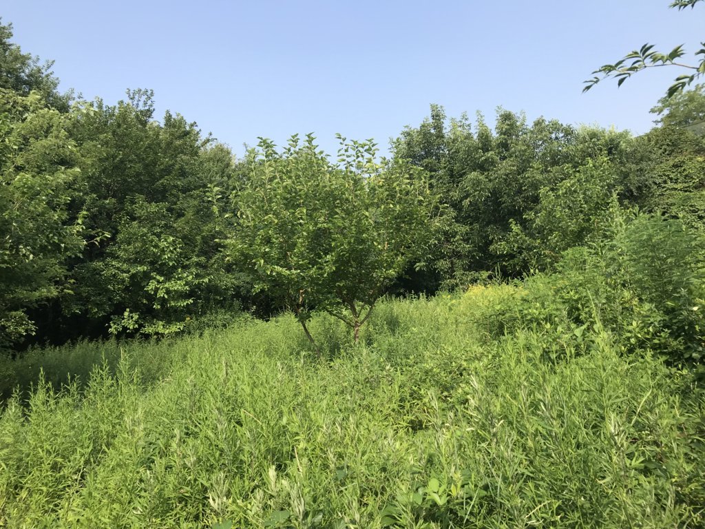 Diamo vita ad  un sogno-Alberto Vezzoli