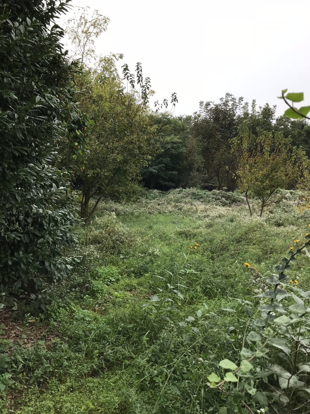 Diamo vita ad  un sogno-Alberto Vezzoli