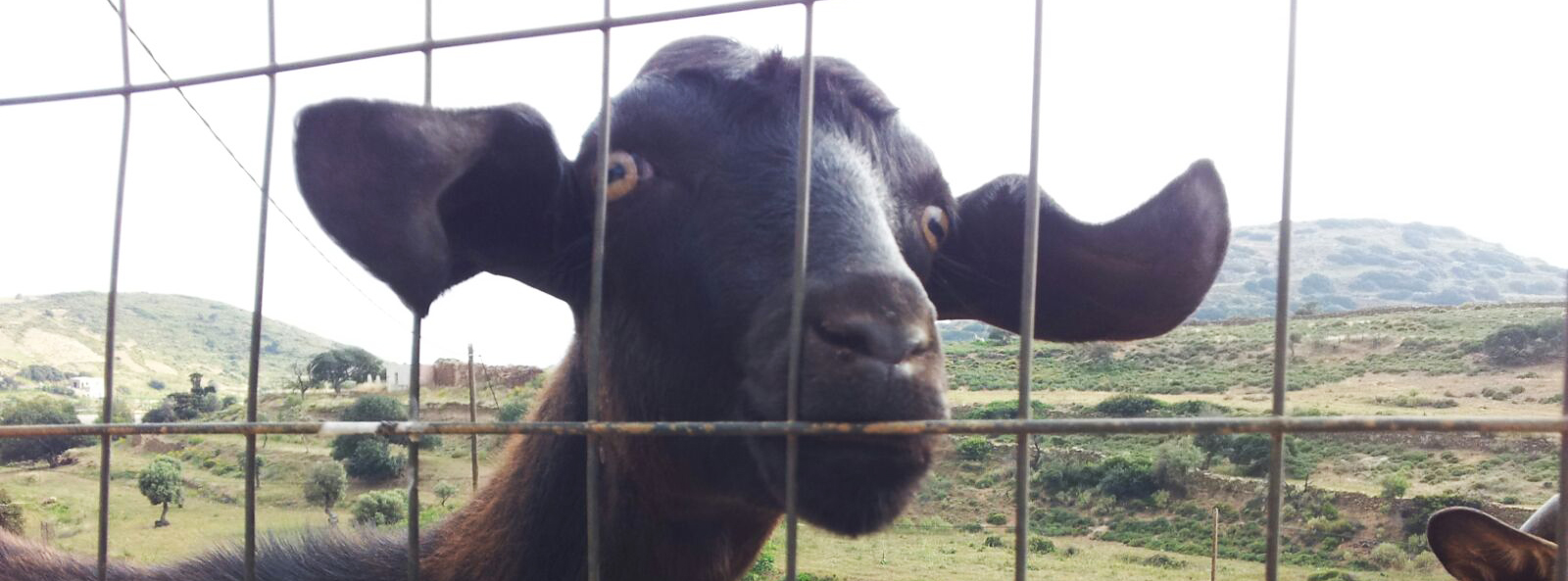 Scuderia Britannia corre con Balzoo-Carlo Ghielmetti