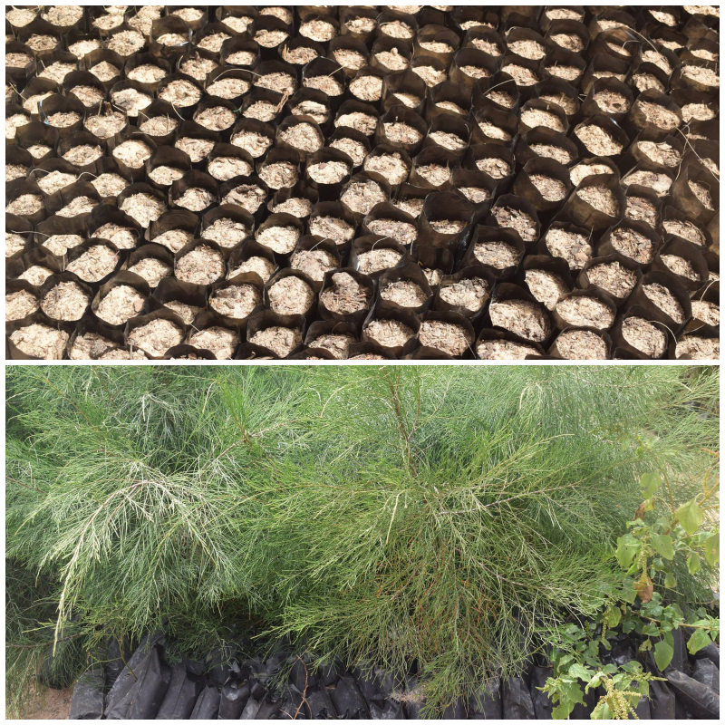 PIANTAla lì e corri con me! di Irene Maina PIANTAla lì e corri con me!-Irene Maina