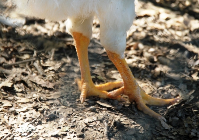 #WeWillBeYourLegs-Lorenzo Maria Ciocca