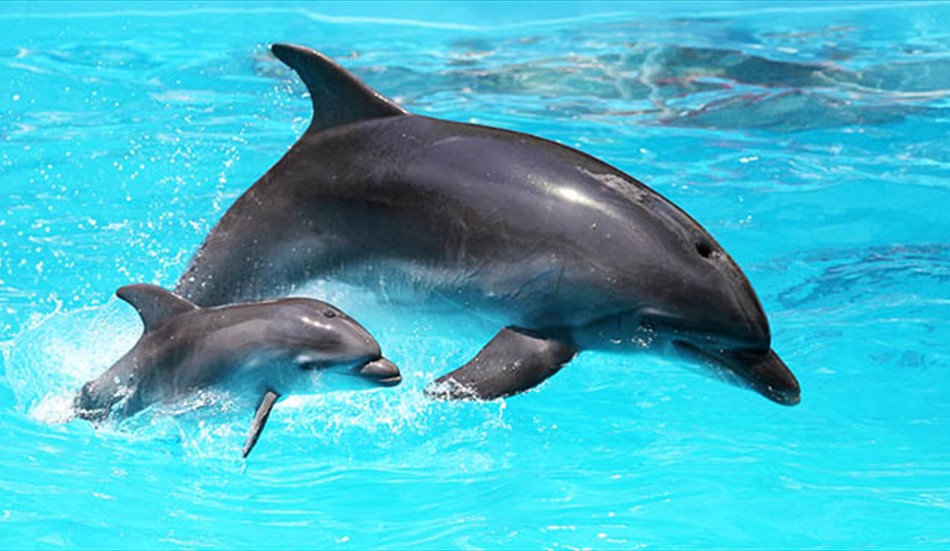 il mare è vita-roberto albergano vigorosi