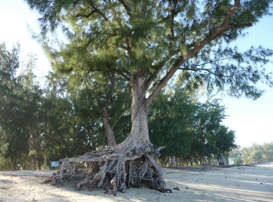PIANTAla lì e corri con me! di Irene Maina PIANTAla lì e corri con me!-Irene Maina