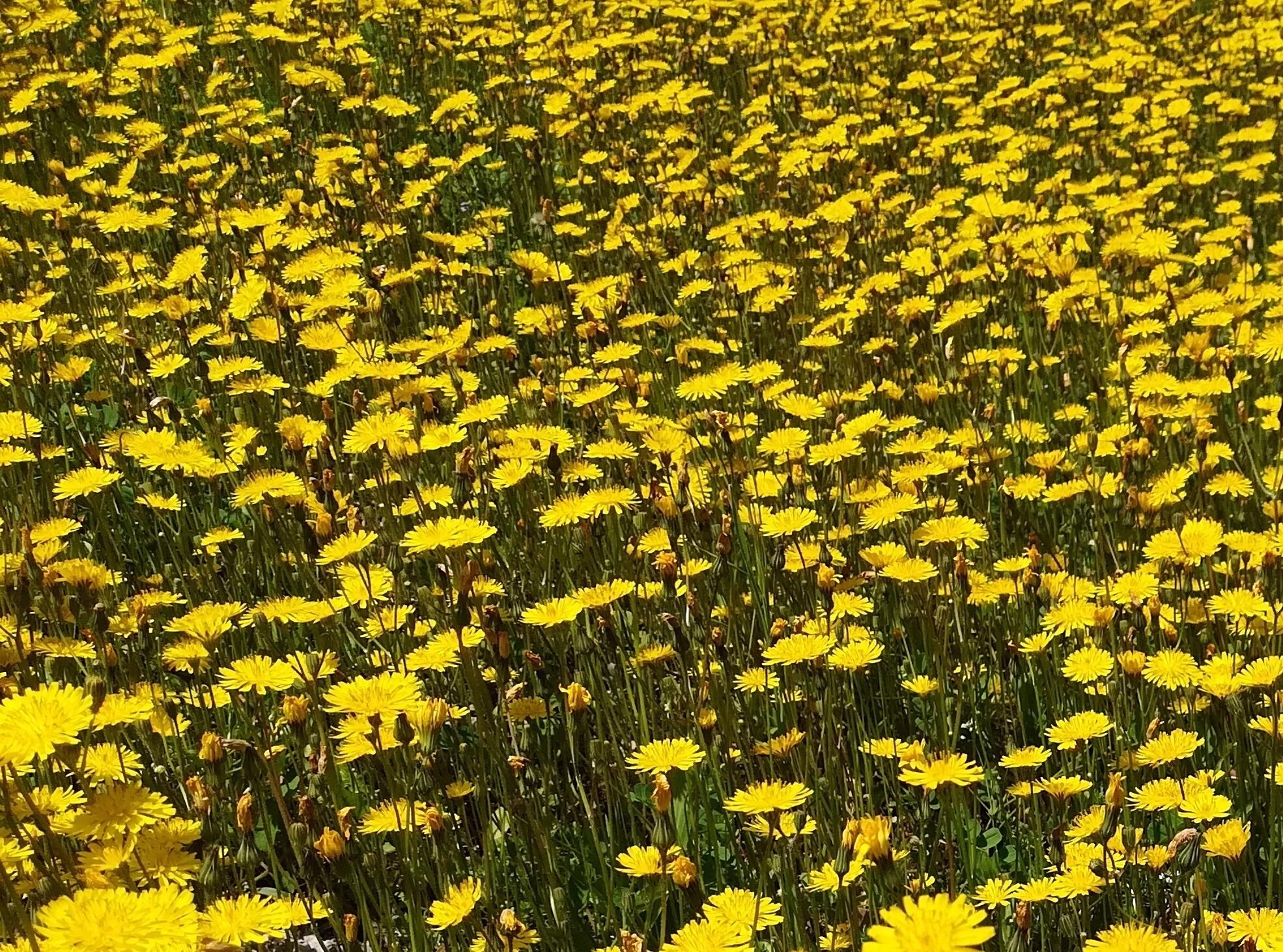 di Anna Brazzale -Anna Brazzale