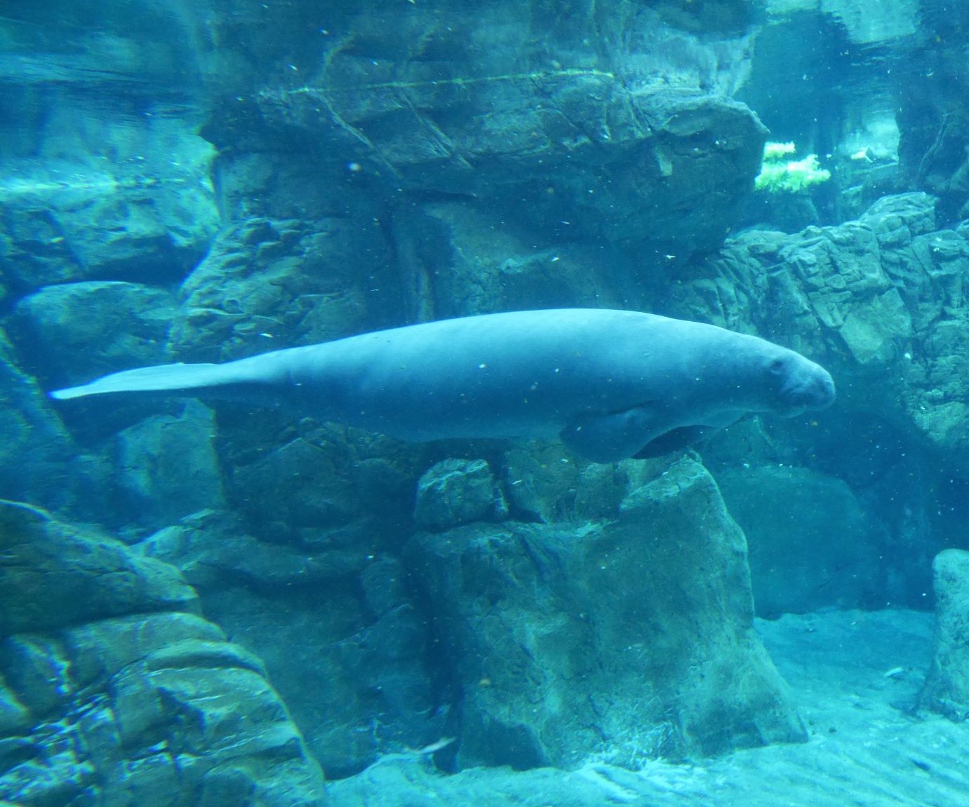 Let's Get Plastic out of our Seas di Shawn Baxter Let's Get Plastic out of our Seas-Shawn Baxter