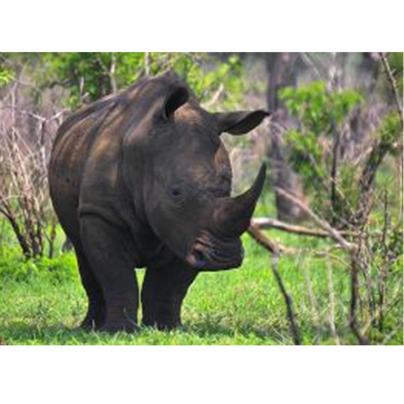 Run For Rhino di Andrea Pelo di Giorgio Run For Rhino -Andrea Pelo di Giorgio