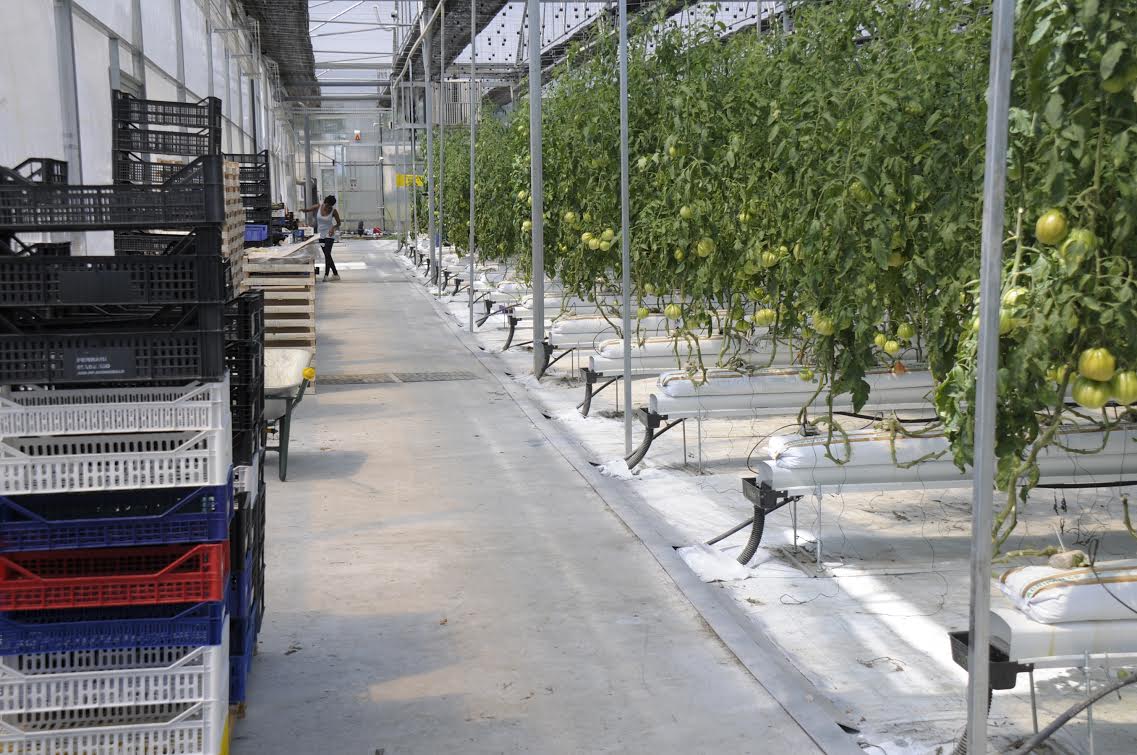 Orto sostenibile AMMP GIORGIO VALSANIA-ESSEBI GROUP di Egidio Boggia e Luca Signore