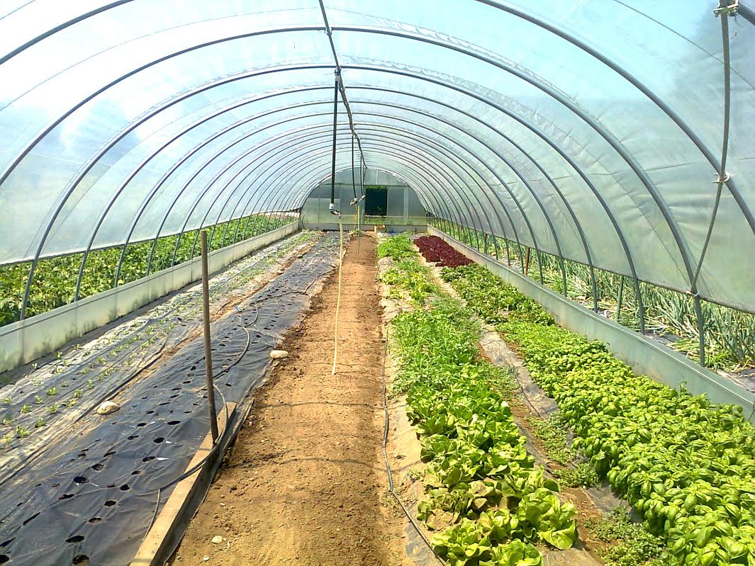 Orto sostenibile AMMP GIORGIO VALSANIA-ESSEBI GROUP di Egidio Boggia e Luca Signore