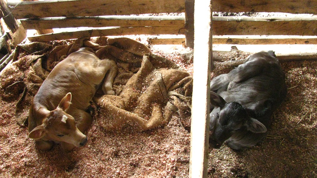 Run 4 "Perù: Latte fonte di vita"-Iscos Lombardia Onlus