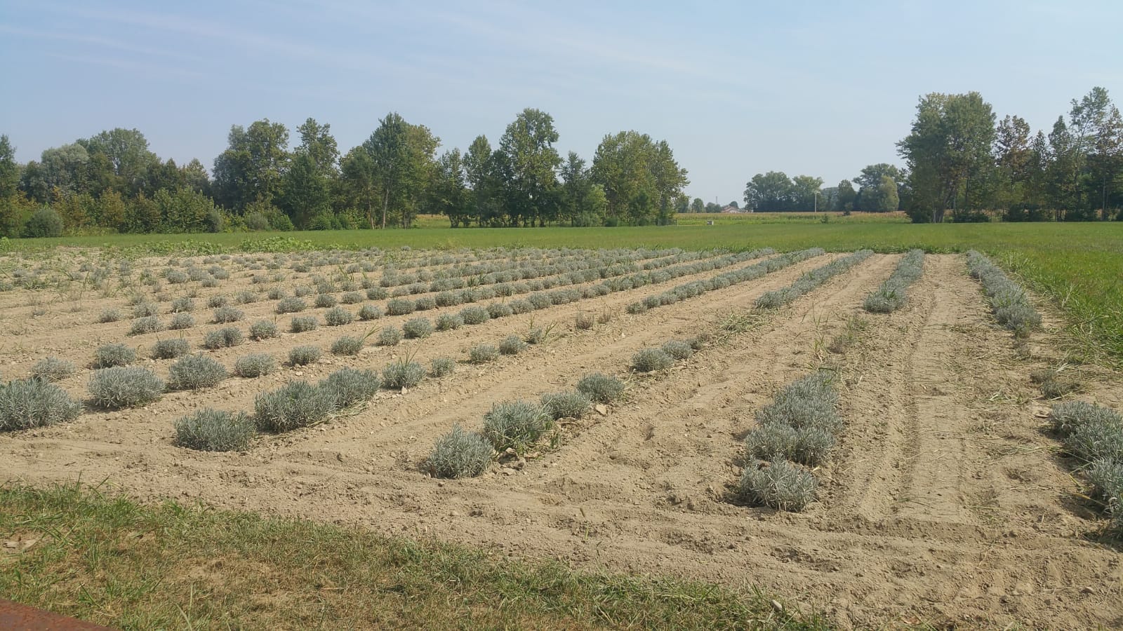 ASSAPORA IL GUSTO DELLA SOLIDARIETA' di Aiutismo Onlus ASSAPORA IL GUSTO DELLA SOLIDARIETA'-Aiutismo Onlus