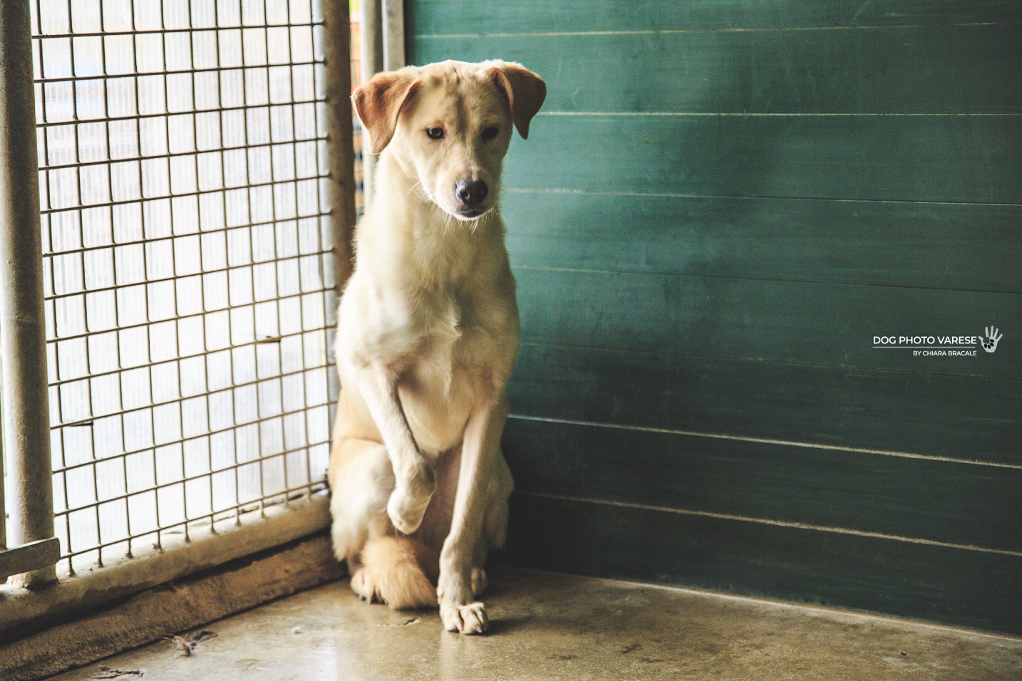 SCALDA CUCCIA PER I 4 ZAMPE DEL CANILE di SCALDA CUCCIA PER I 4 ZAMPE DEL CANILE -