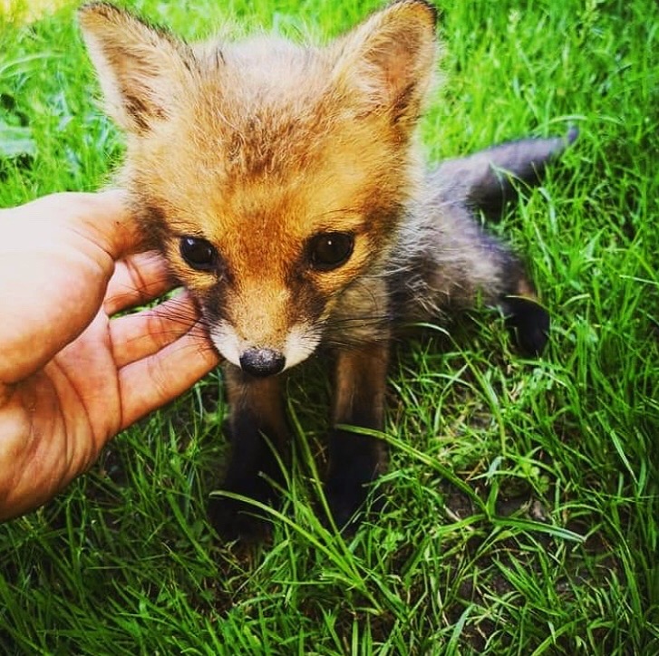Tutela dell'ambiente e degli animali-NatureVibes