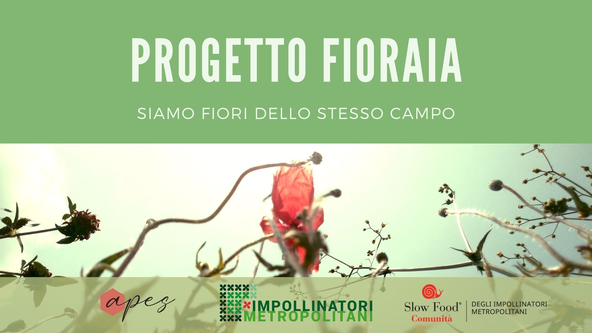 Fioraia -Un paesaggio per salvare le api di Impollinatori Fioraia -Un paesaggio per salvare le api-Impollinatori