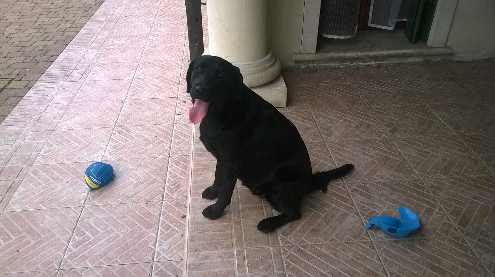 Da grande sarò un cane guida per ciechi.-Puppy