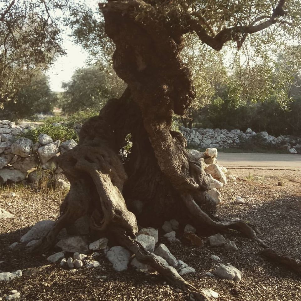 PIANTALA! di CCSR ONLUS PIANTALA!-CCSR ONLUS