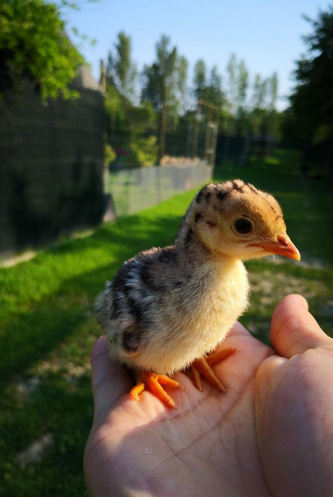 Tutela dell'ambiente e degli animali-NatureVibes