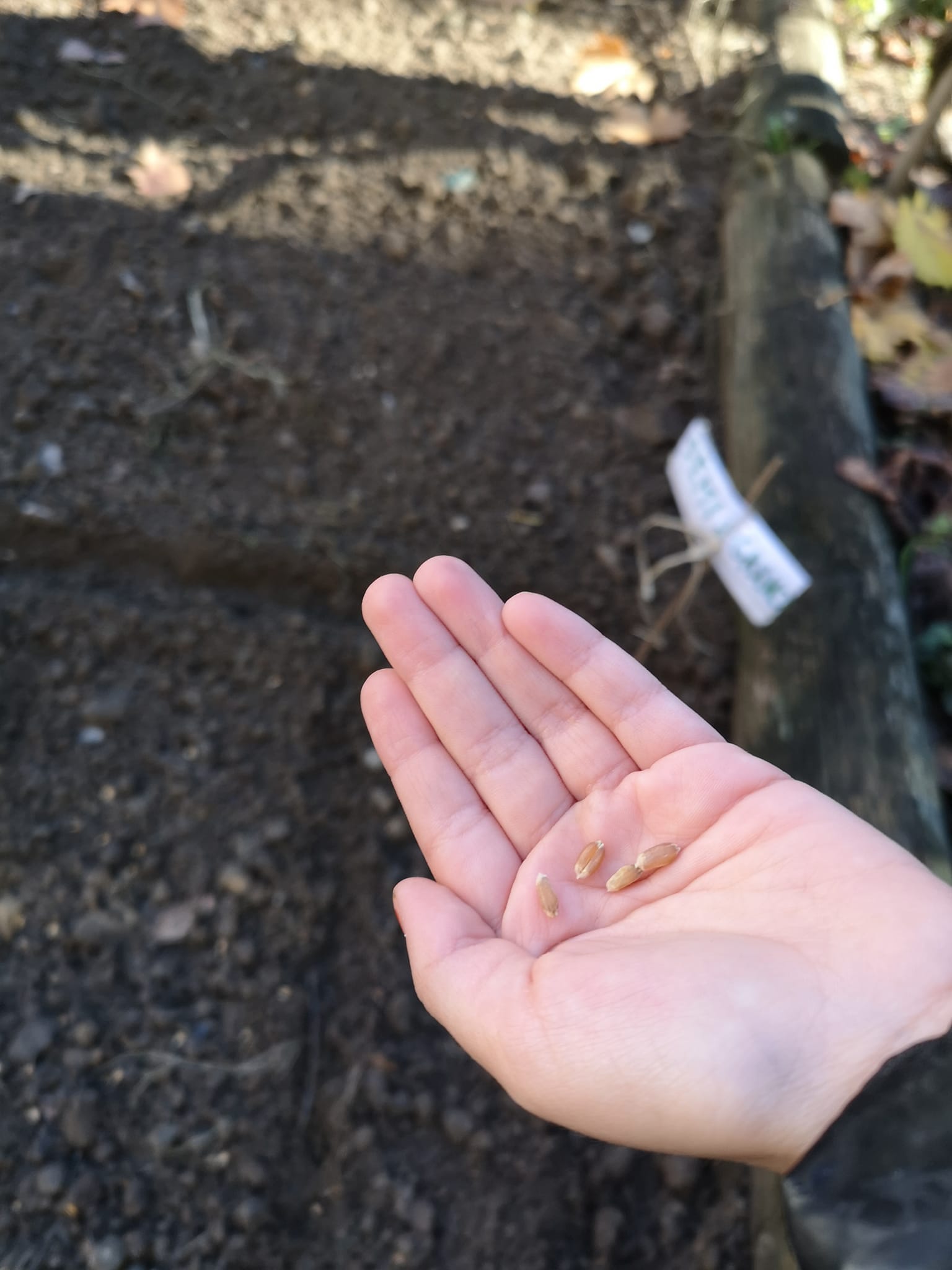 Il Cortile al centro di IC Bra 1 Il Cortile al centro-IC Bra 1