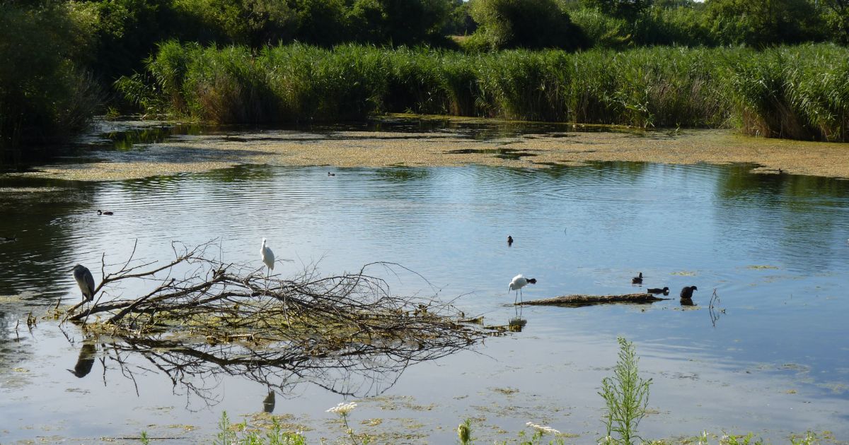 Il mio amico stagno-Associazione Naturalistica Argonauta