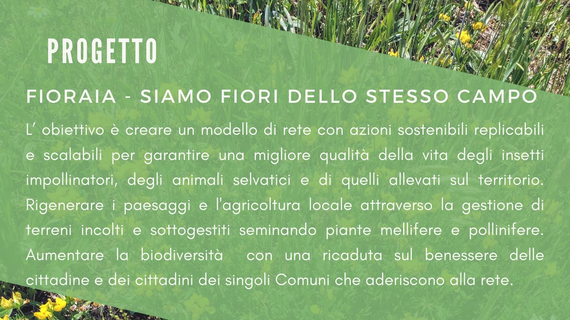 Fioraia -Un paesaggio per salvare le api di Impollinatori Fioraia -Un paesaggio per salvare le api-Impollinatori