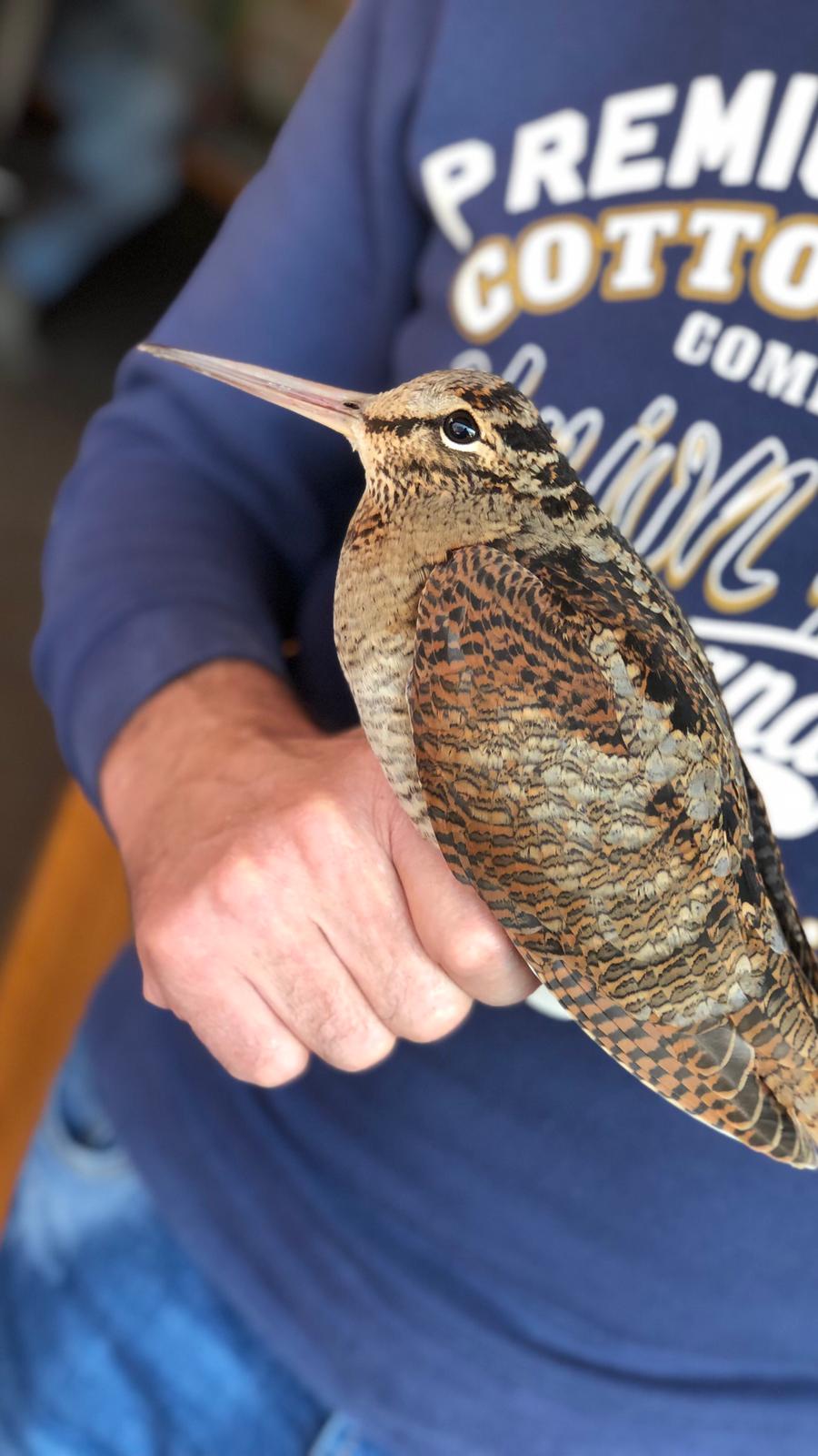 Tutela dell'ambiente e degli animali-NatureVibes