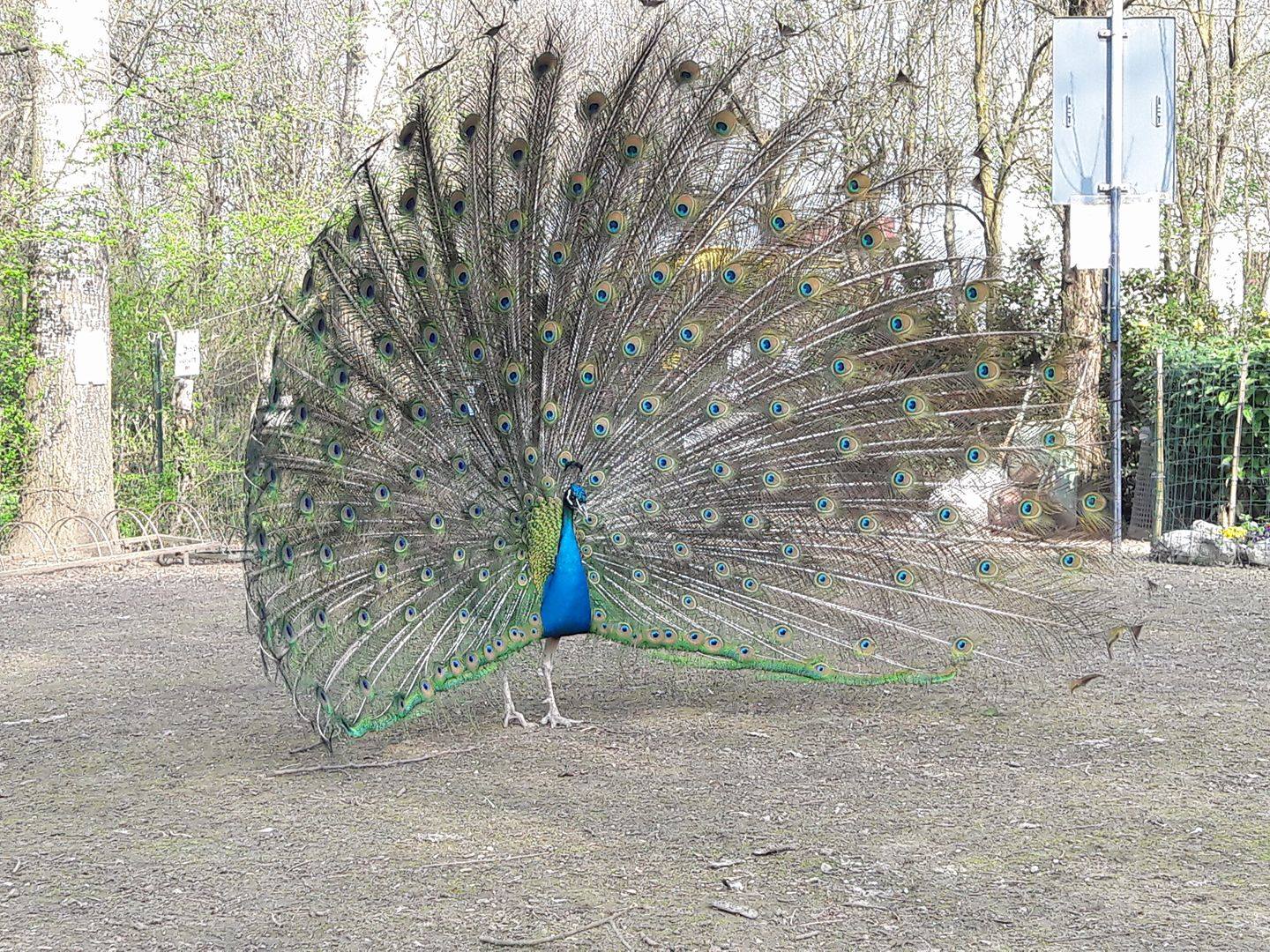 PrOSPERA di OASI DEL FONTANILE di PANTIGLIATE PrOSPERA-OASI DEL FONTANILE di PANTIGLIATE