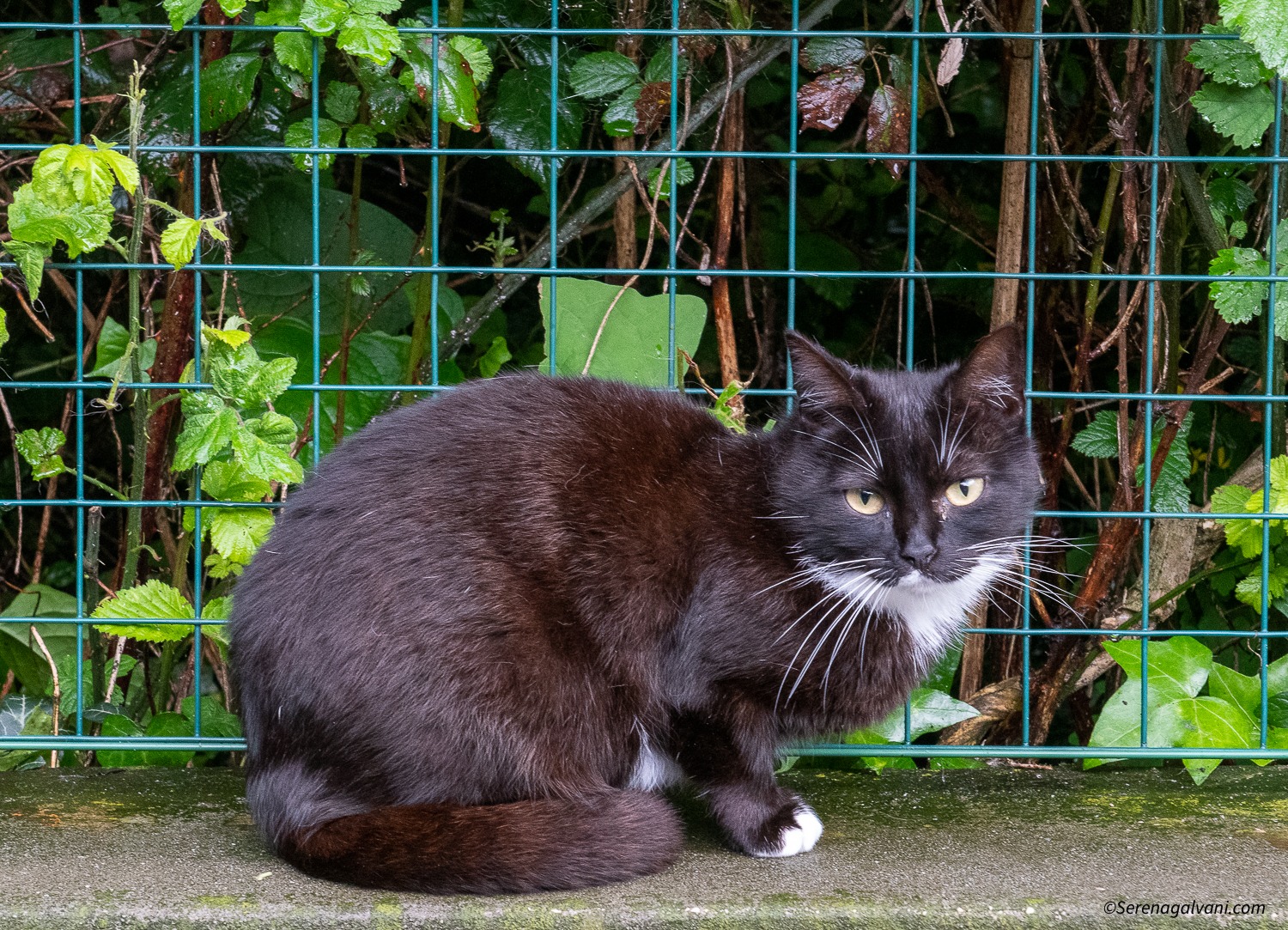 DIAMO UNA ZAMPA! di Astad O.d.V. DIAMO UNA ZAMPA!-Astad O.d.V.