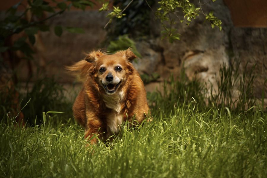 DIAMO UNA ZAMPA! di Astad O.d.V. DIAMO UNA ZAMPA!-Astad O.d.V.