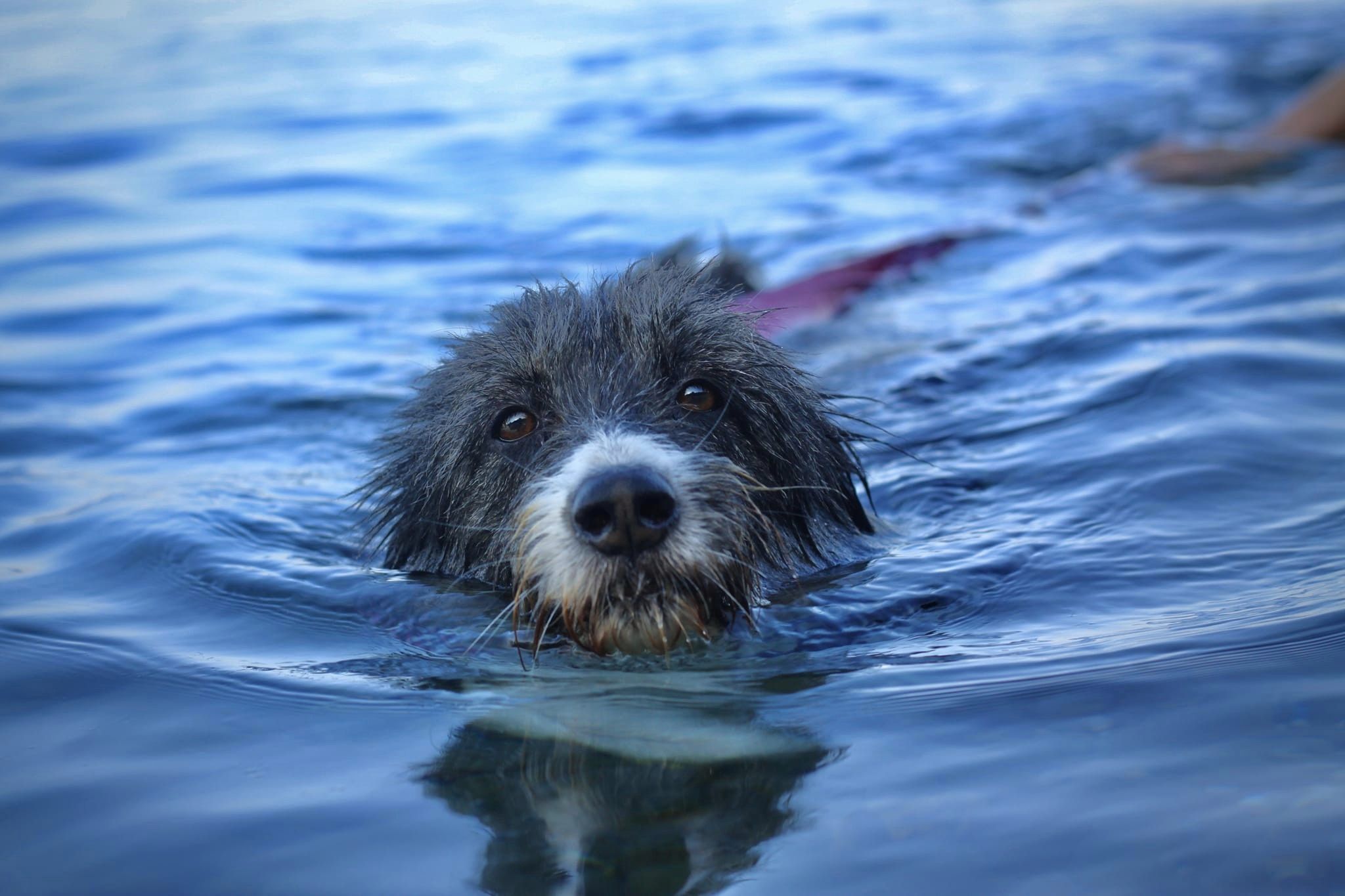 DIAMO UNA ZAMPA! di Astad O.d.V. DIAMO UNA ZAMPA!-Astad O.d.V.