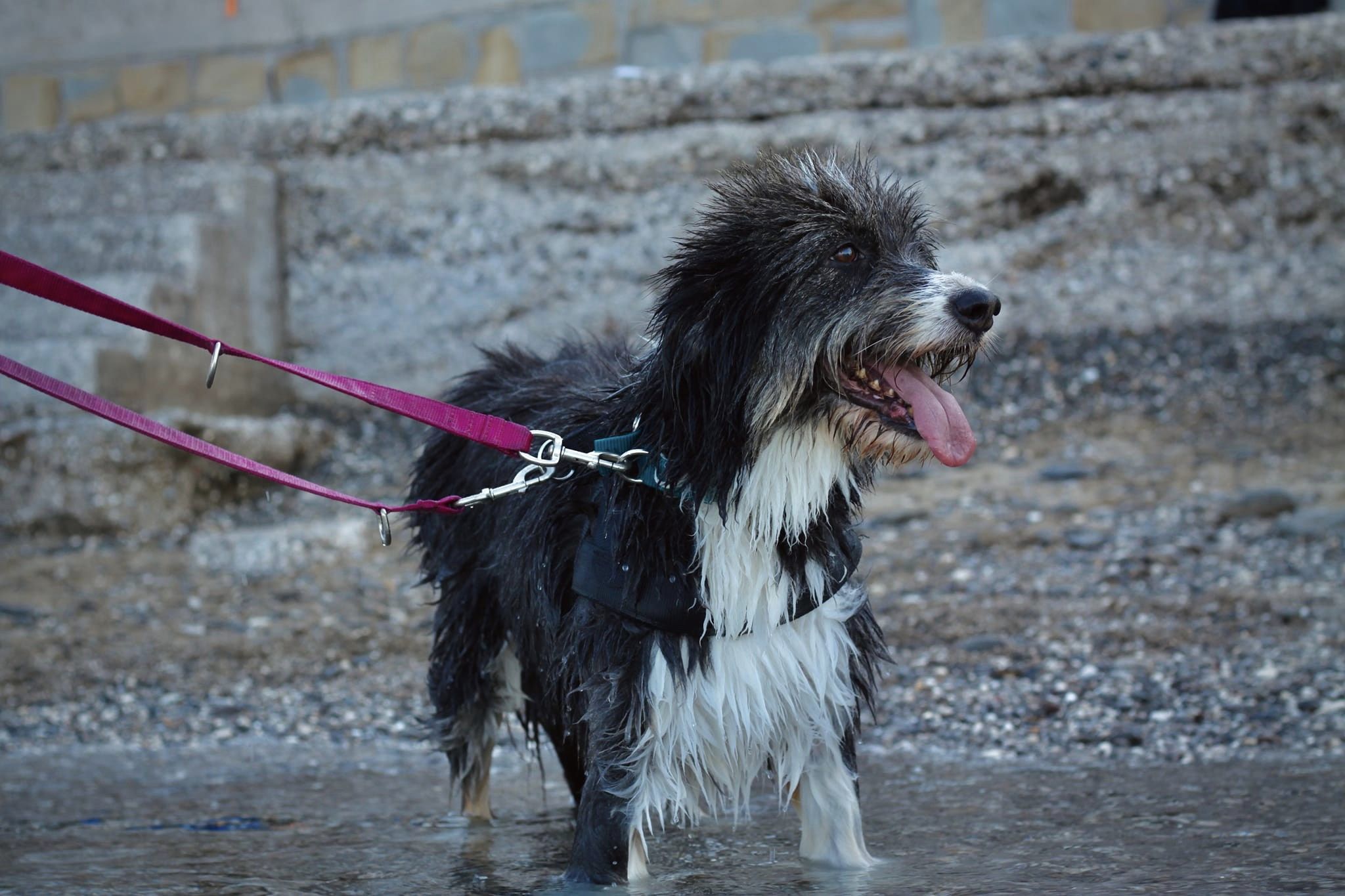 DIAMO UNA ZAMPA! di Astad O.d.V. DIAMO UNA ZAMPA!-Astad O.d.V.