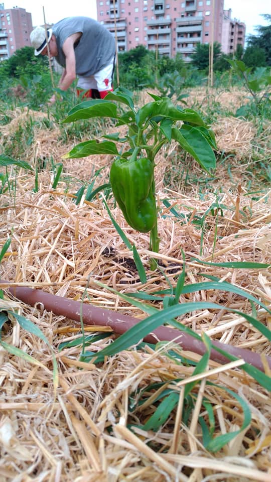 TUTTI GIU PER TERRA ALLA MILANO MARATHON-FONDAZIONE ALESSIO TAVECCHIO ONLUS