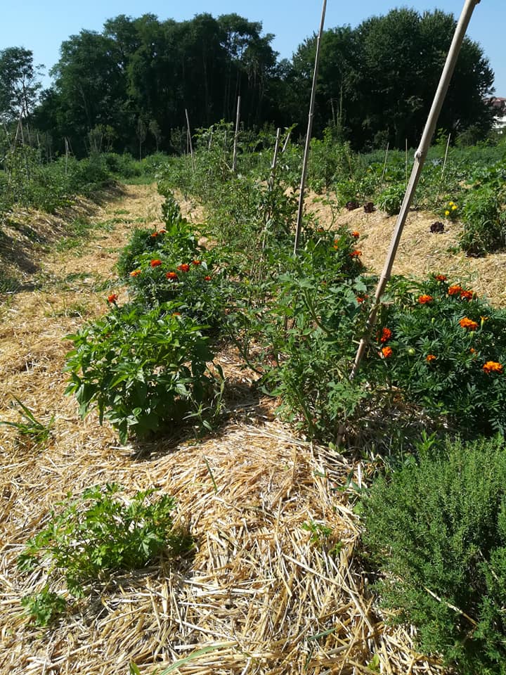 TUTTI GIU PER TERRA ALLA MILANO MARATHON-FONDAZIONE ALESSIO TAVECCHIO ONLUS
