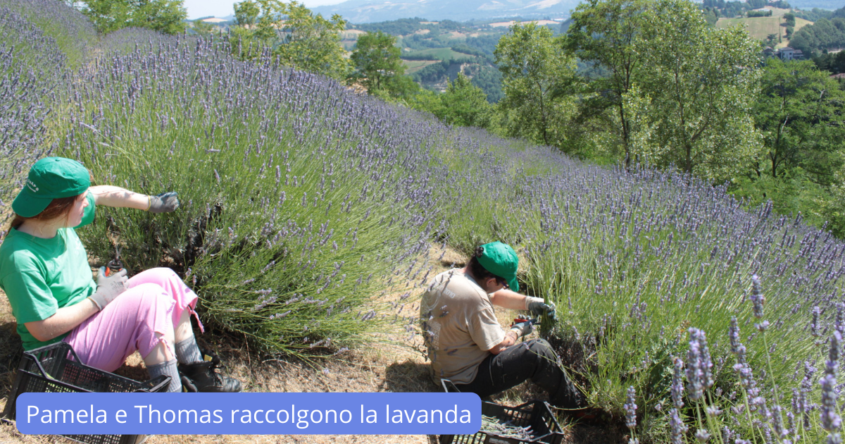 ApeBeneComune - L'ABC del futuro-COpAPS