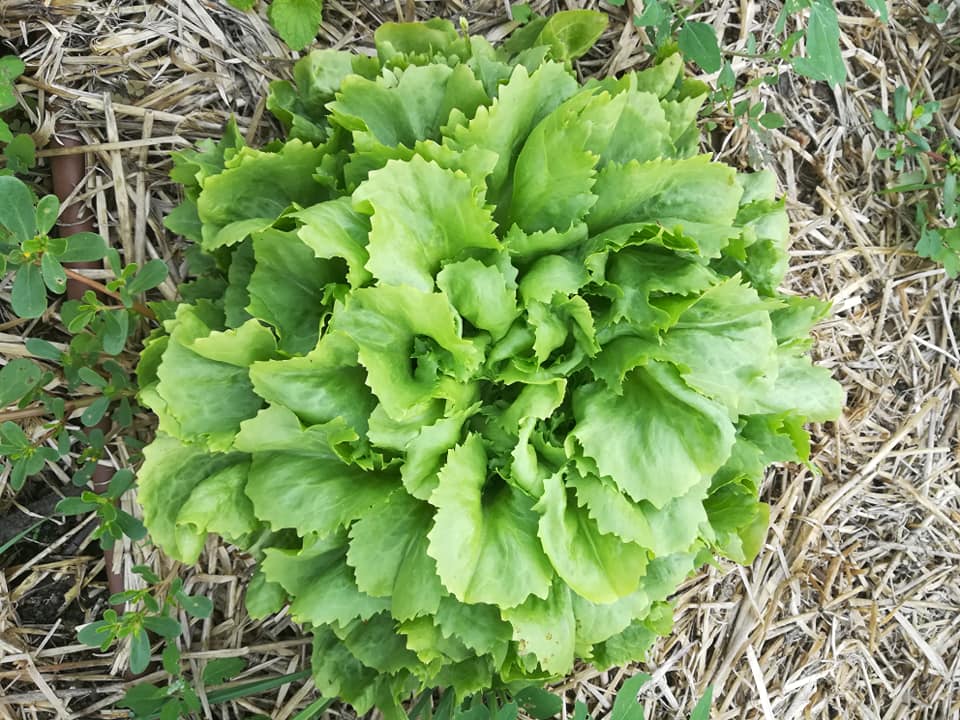 TUTTI GIU PER TERRA ALLA MILANO MARATHON-FONDAZIONE ALESSIO TAVECCHIO ONLUS