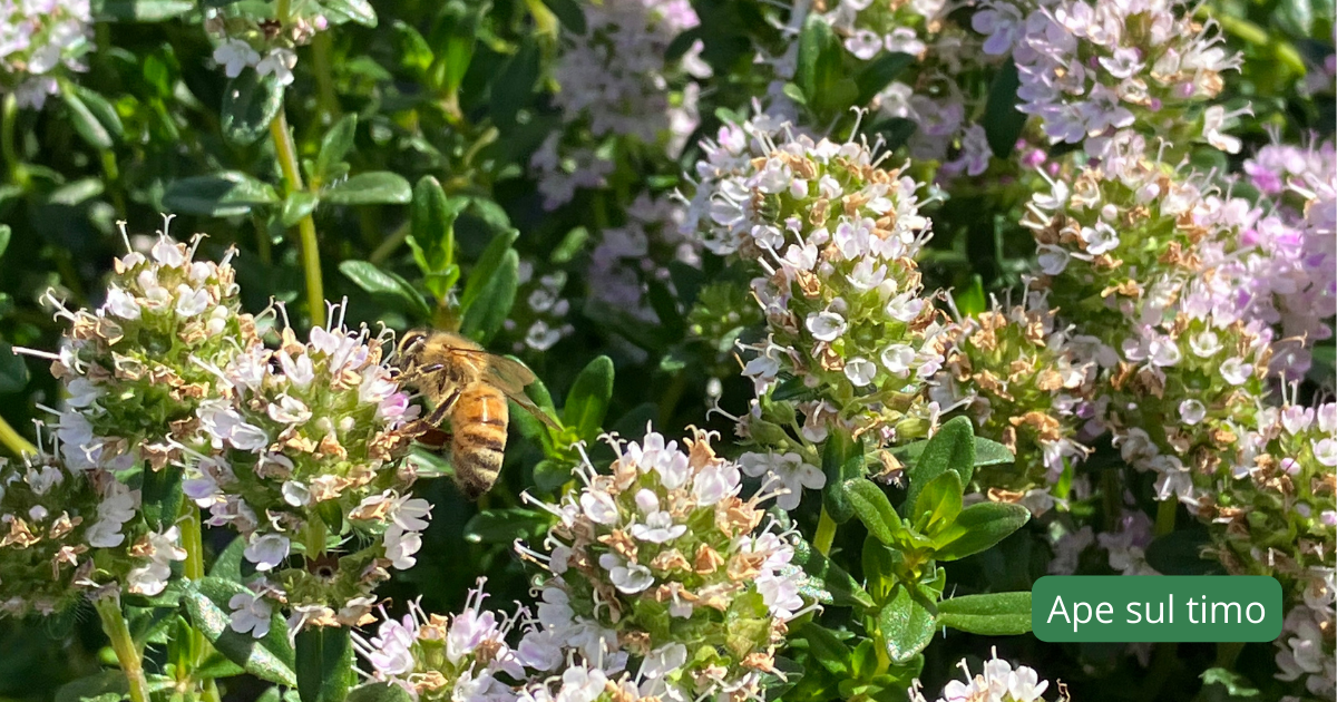 ApeBeneComune - L'ABC del futuro-COpAPS