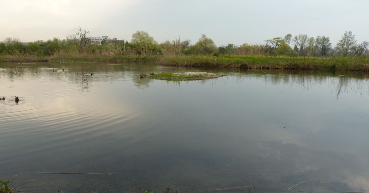 Il mio amico stagno-Associazione Naturalistica Argonauta