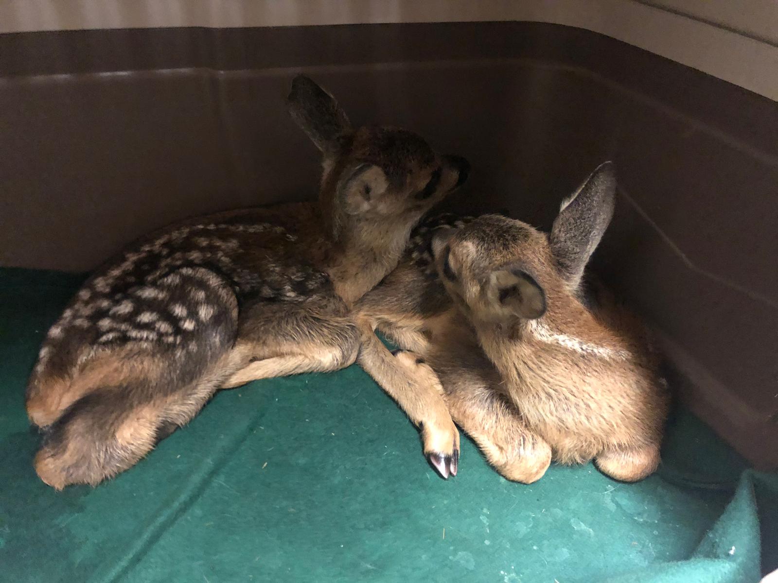 Tutela dell'ambiente e degli animali-NatureVibes