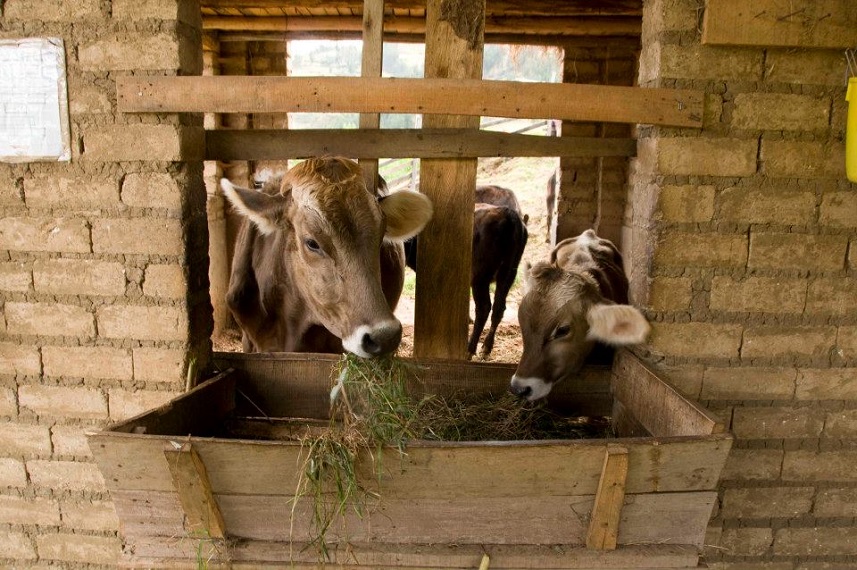 Run 4 "Perù: Latte fonte di vita" di Iscos Lombardia Onlus Run 4 "Perù: Latte fonte di vita"-Iscos Lombardia Onlus