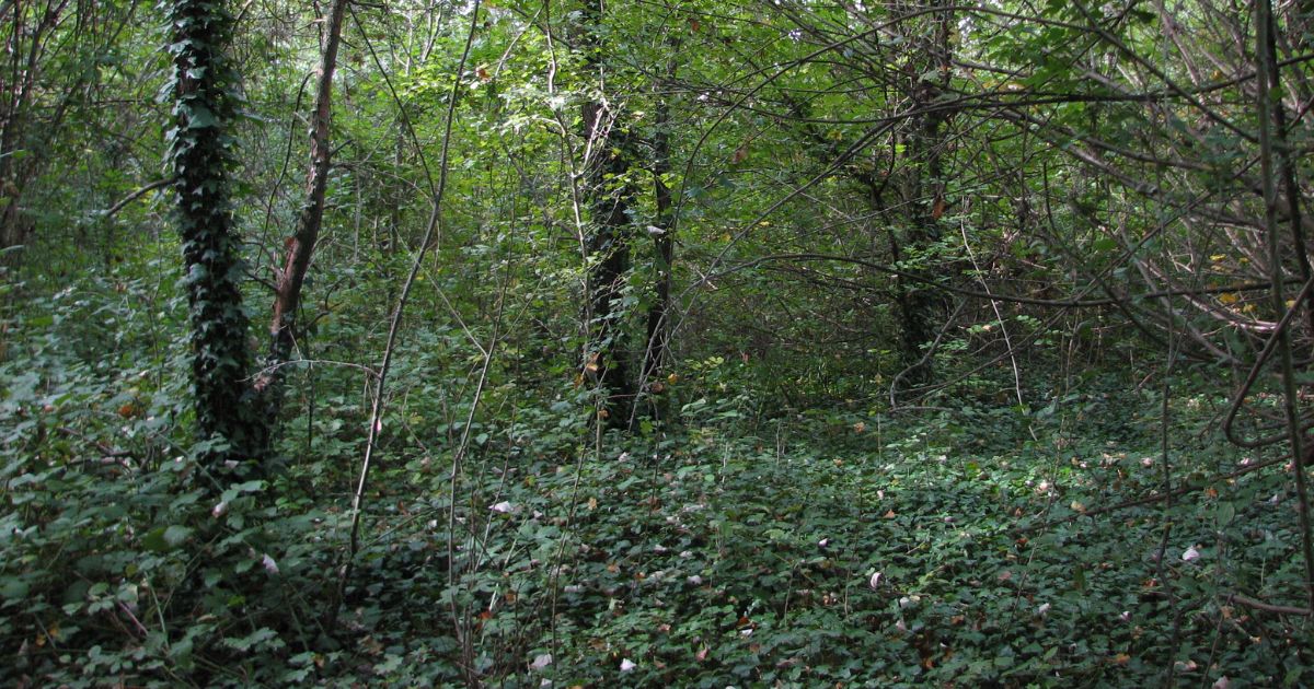 Il mio amico stagno-Associazione Naturalistica Argonauta