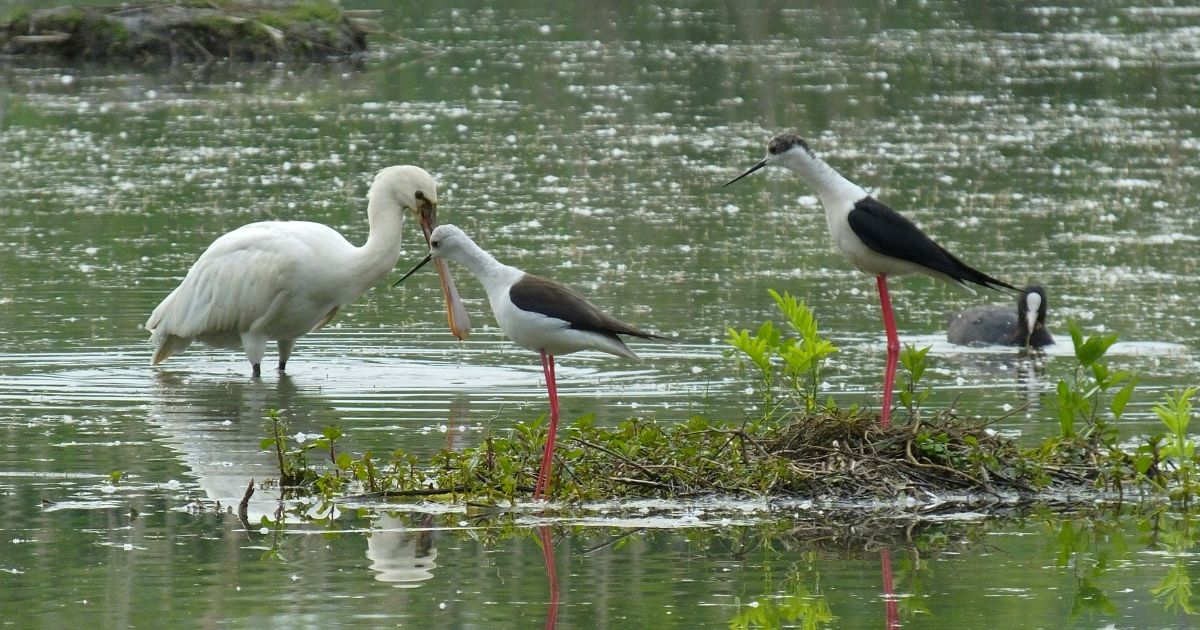Il mio amico stagno-Associazione Naturalistica Argonauta