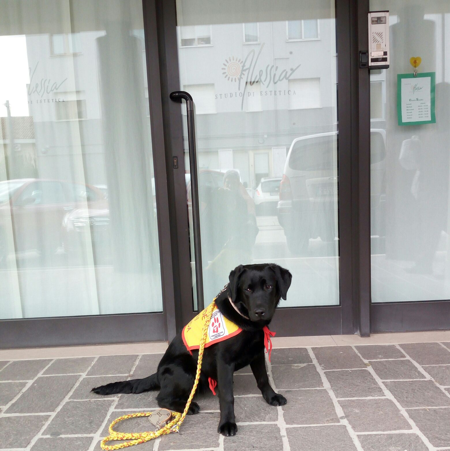 Da grande sarò un cane guida per ciechi.-Puppy
