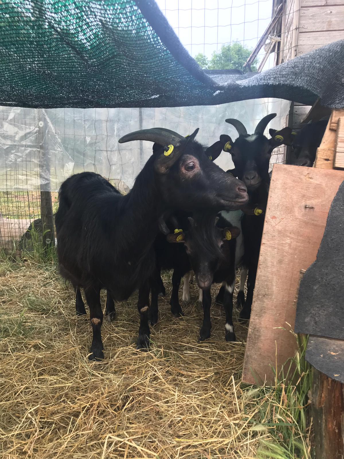 URGENTE Abbiamo bisogno del vostro aiuto di Vitadacani URGENTE Abbiamo bisogno del vostro aiuto-Vitadacani